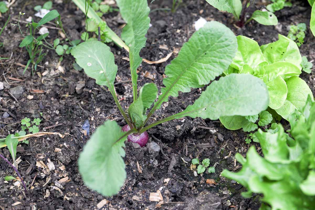 A close up horizontal image of a radish ready for harvest with the shoulders pushing out of the soil.