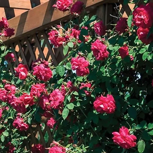 A close up square image of 'Ramblin Red' roses growing up a wooden trellis in the garden pictured in bright sunshine.