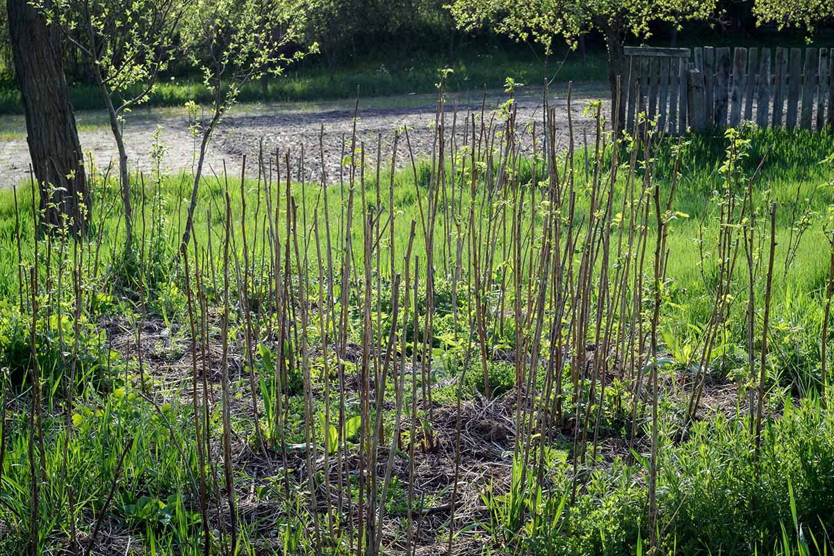 A horizontal image of an outdoor plot of fruitless raspberry stems, with a road and wooden fence in the background.