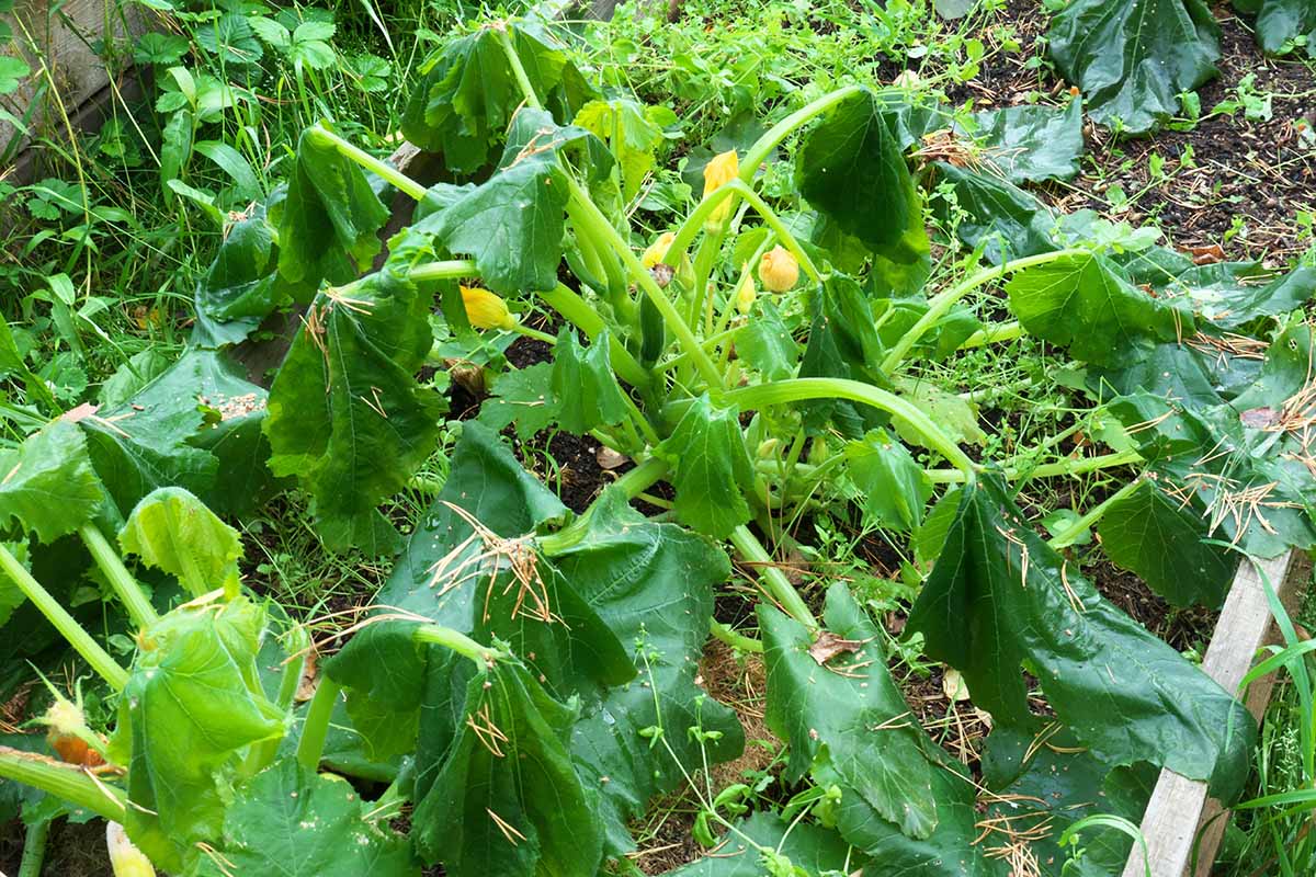 A close up horizontal image of zucchini plants wilting and flopping in the garden.