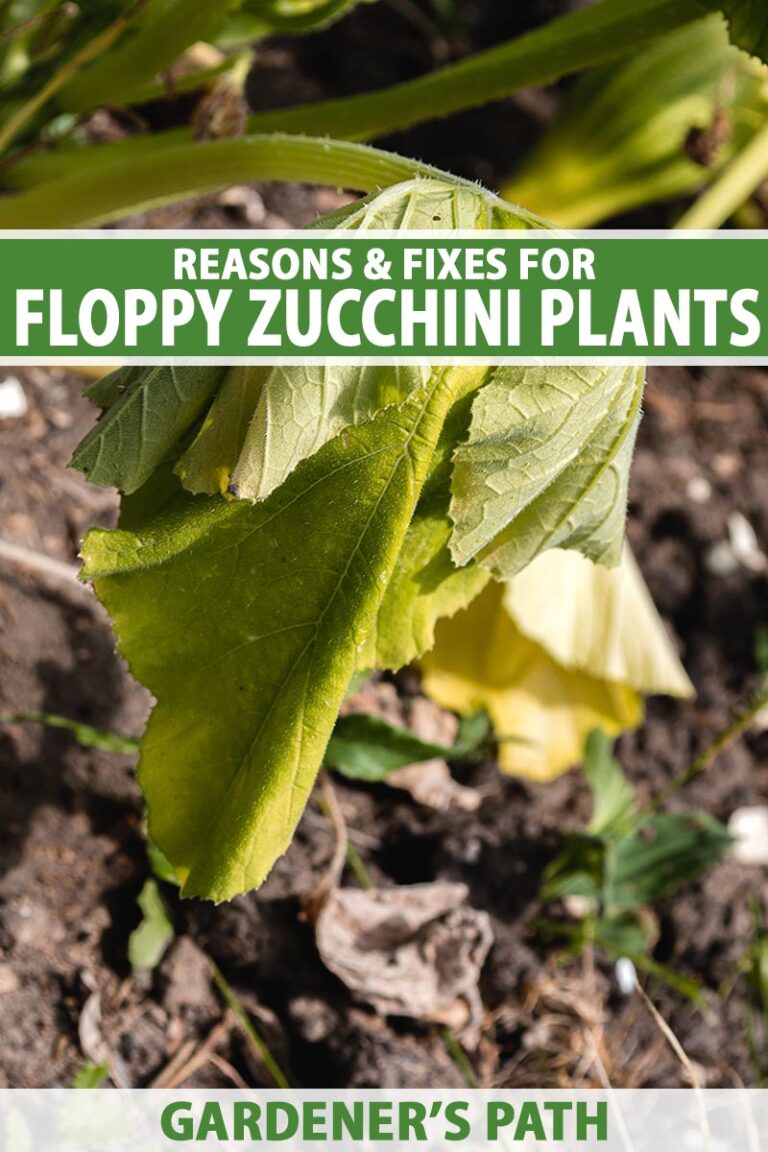 Causes and Solutions for Floppy or Wilting Zucchini Plants
