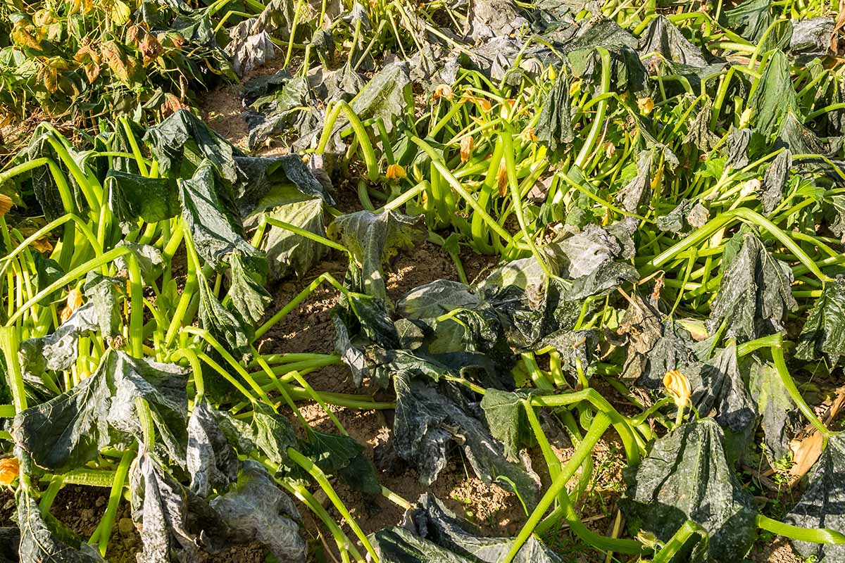 A close up horizontal image of zucchini that has wilted and died due to frost damage.