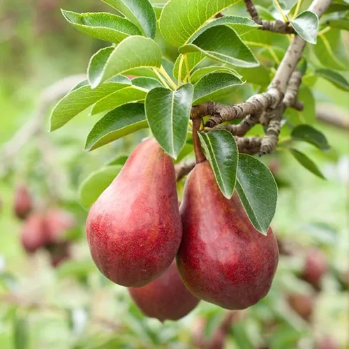 A close up square image of ripe 'Red Bartlett' pears growing in the garden pictured on a soft focus background.