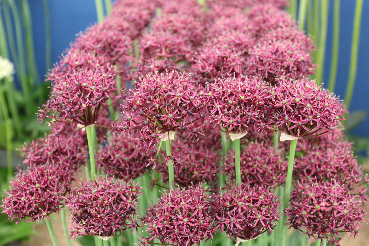 A close up horizontal image of red ornamental alliums growing indoors on a soft focus blue background.