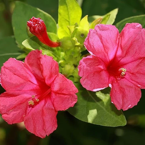 A square image of red Mirabilis jalapa flowers pictured on a soft focus background.