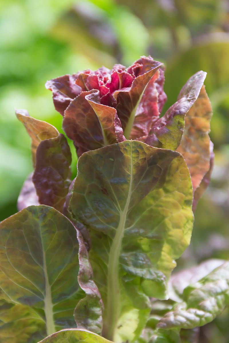 A vertical image of red lettuce growing in an outdoor garden, pictured on a soft focus background.
