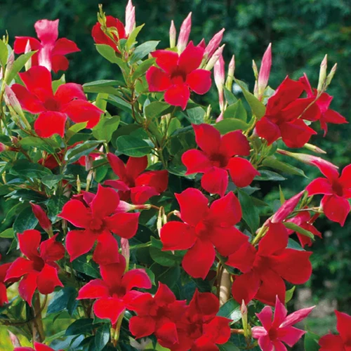 A square image of the vibrant flowers of the red mandevilla vine growing in the garden.