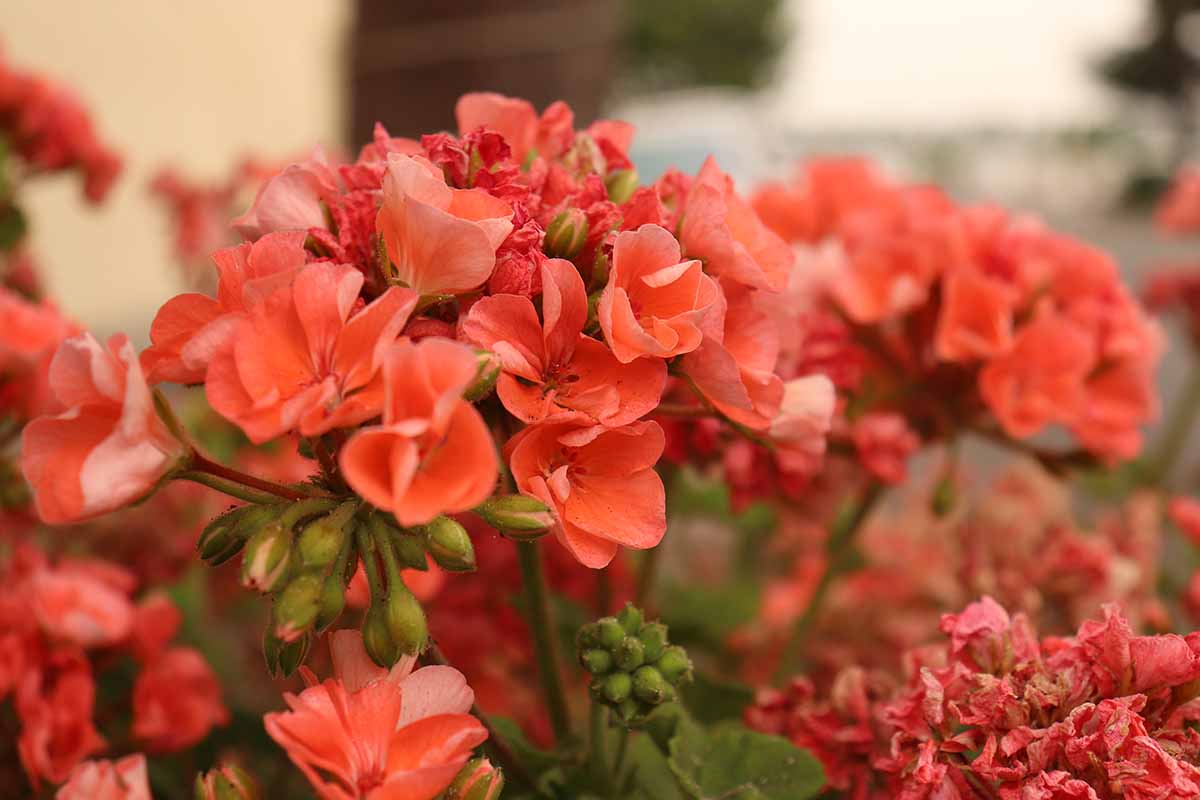 A close up horizontal image of red flowers growing in pots pictured on a soft focus background.