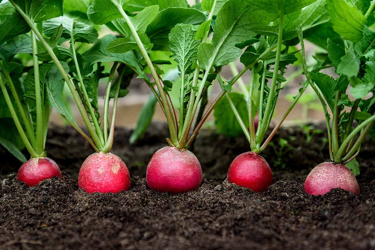 A close up horizontal image of round red radishes growing in the garden.