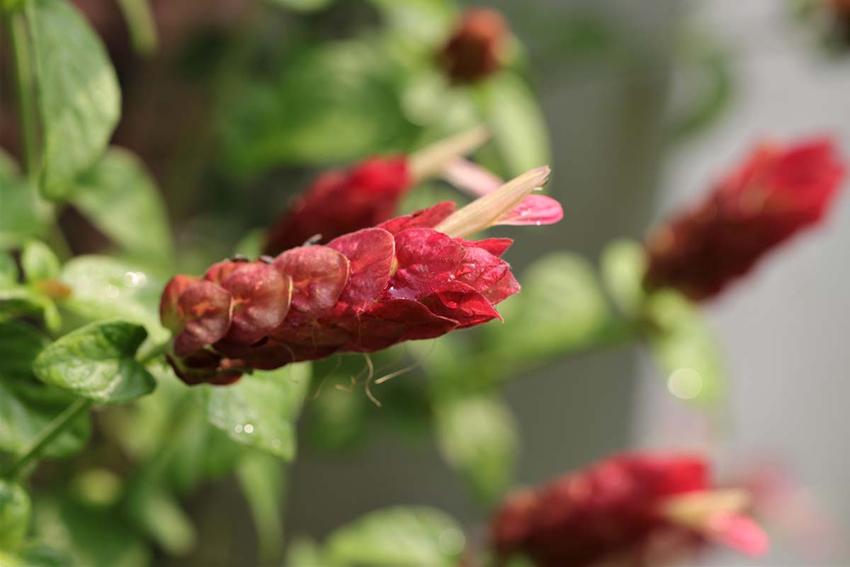 A close up horizontal image of the bright red bracts of a Justicia brandegeana shrub pictured on a soft focus background.
