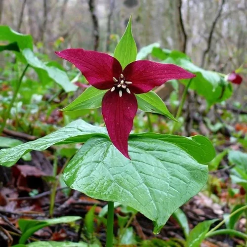 A square image of a red trillium flower growing wild.