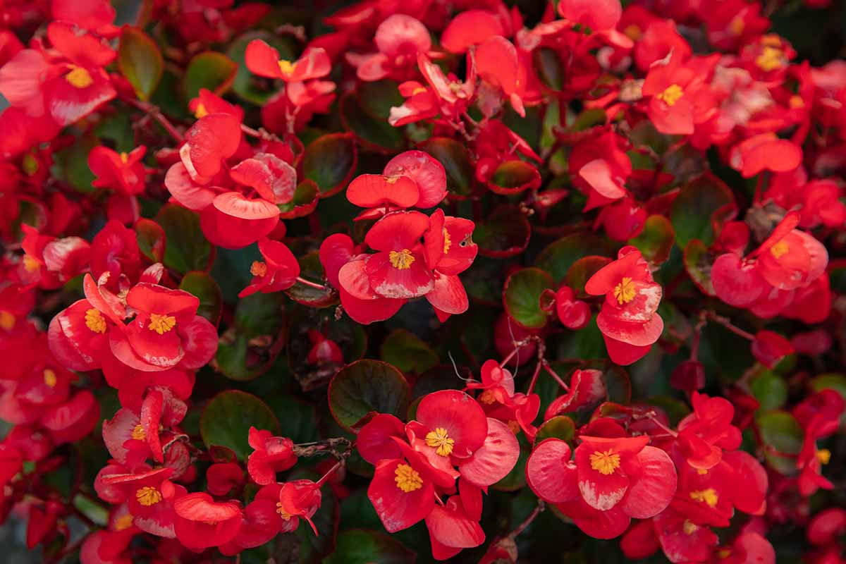 A close up horizontal image of red wax begonias growing en masse in the garden.