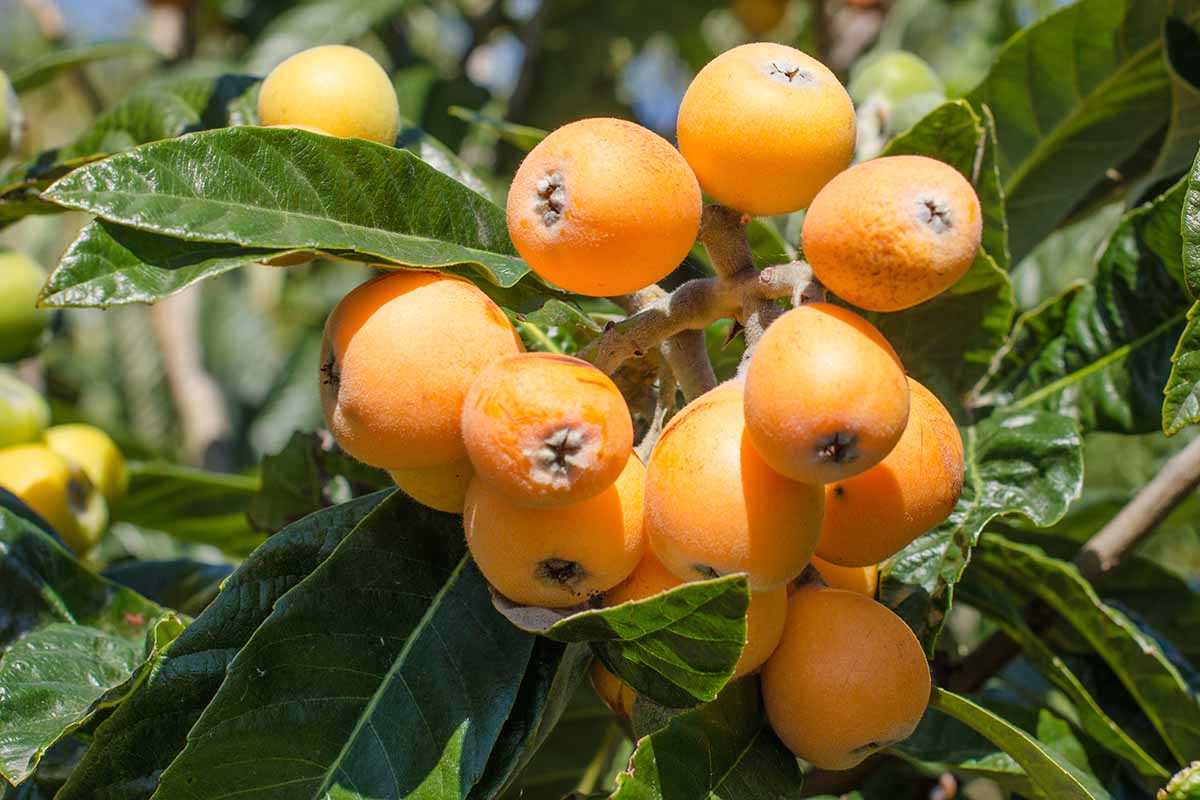 A close up horizontal image of ripe loquats growing on a tree pictured in bright sunshine.