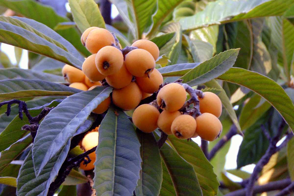 A close up horizontal image of clusters of ripe fruit on a Eriobotrya japonica tree growing in the garden.