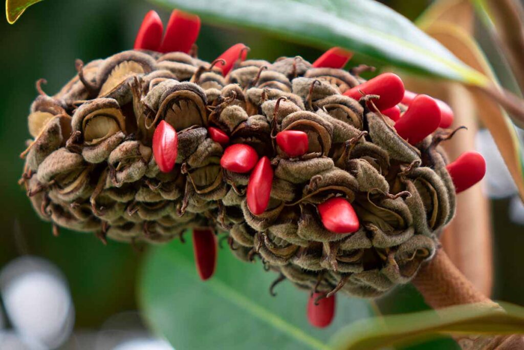 How to Propagate Magnolia Trees from Seed | Gardener’s Path