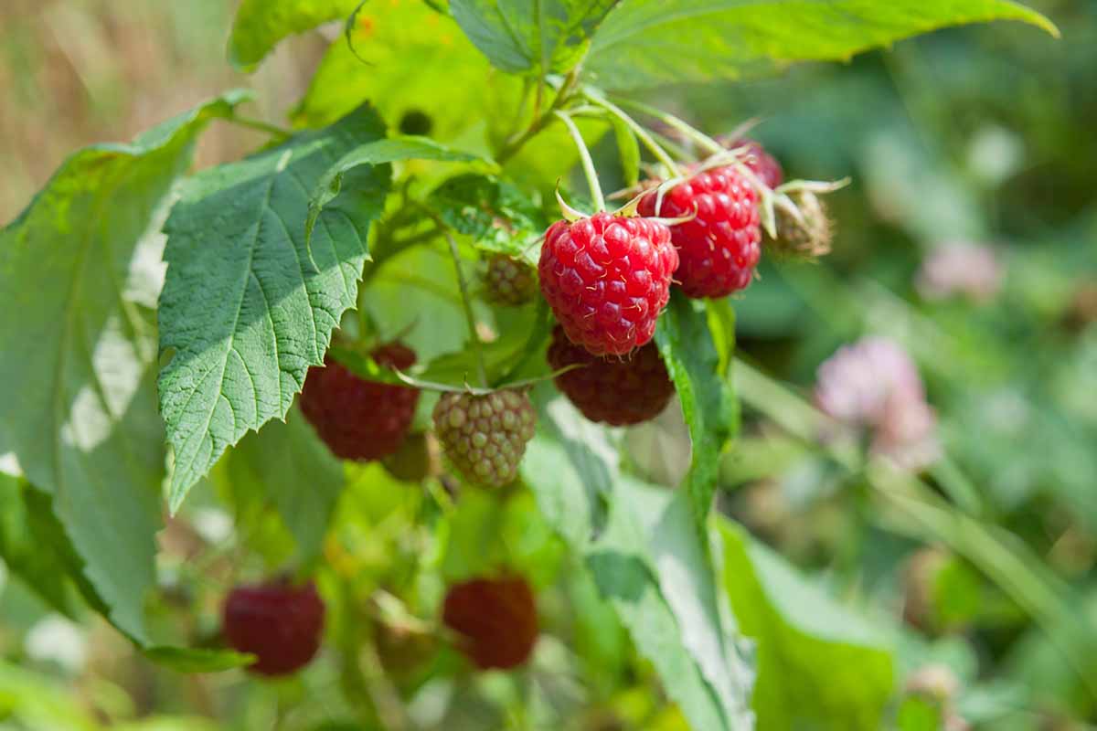 A horizontal closeup image of ripened raspberries growing from a species of Rubus in an outdoor garden.