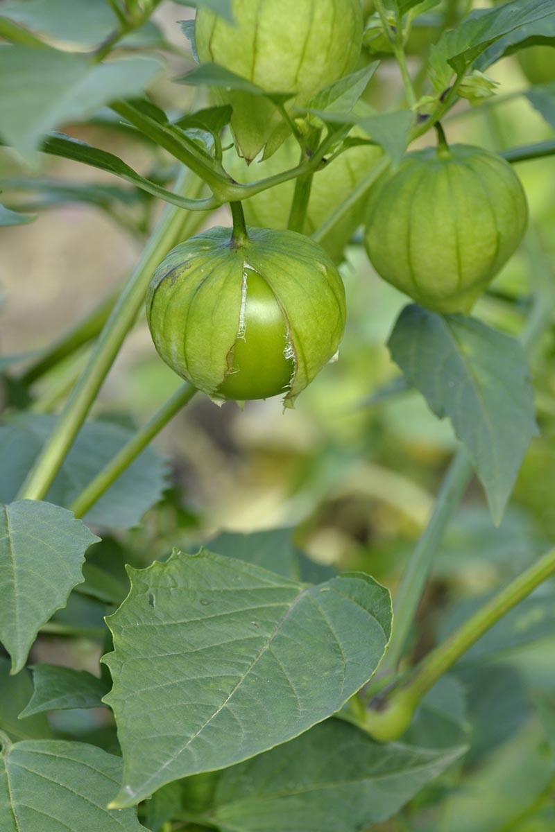 A close up vertical image of ripe tomatillos ready to harvest pictured on a soft focus background.
