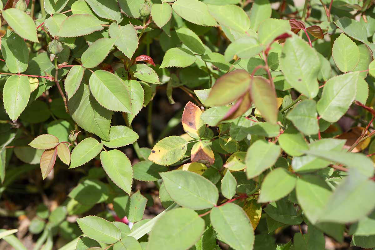 A close up horizontal image of the foliage of rose shrub growing in the garden with symptoms of black spot disease.