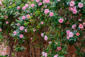 A close up horizontal image of a stone wall covered in pink roses.