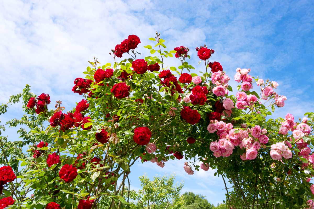A close up horizontal image of bright pink and red flowers trained to grow over an arbor pictured in bright sunshine on a blue sky background.