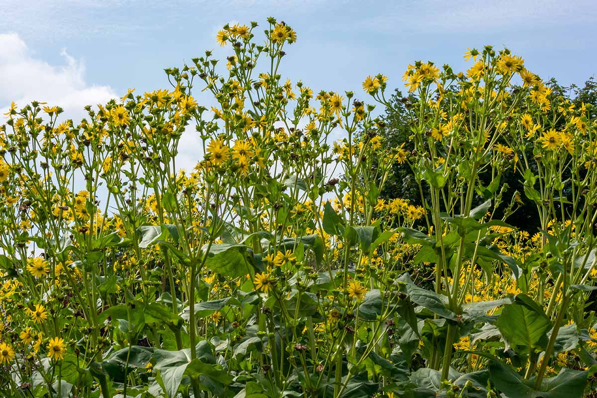A horizontal image of a large swath of yellow rosinweed flowers growing wild pictured on a blue sky background.