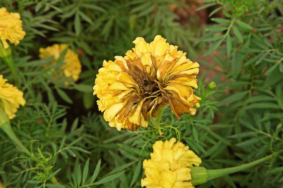 A horizontal image of a yellow marigold flower suffering from rot, with foliage in soft focus in the background.