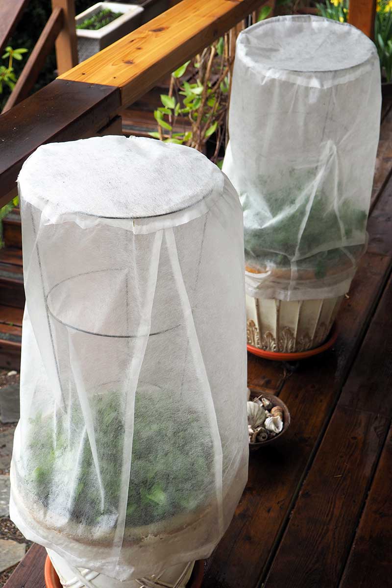 A vertical image of two plant containers draped with shade cloth on a wooden surface.