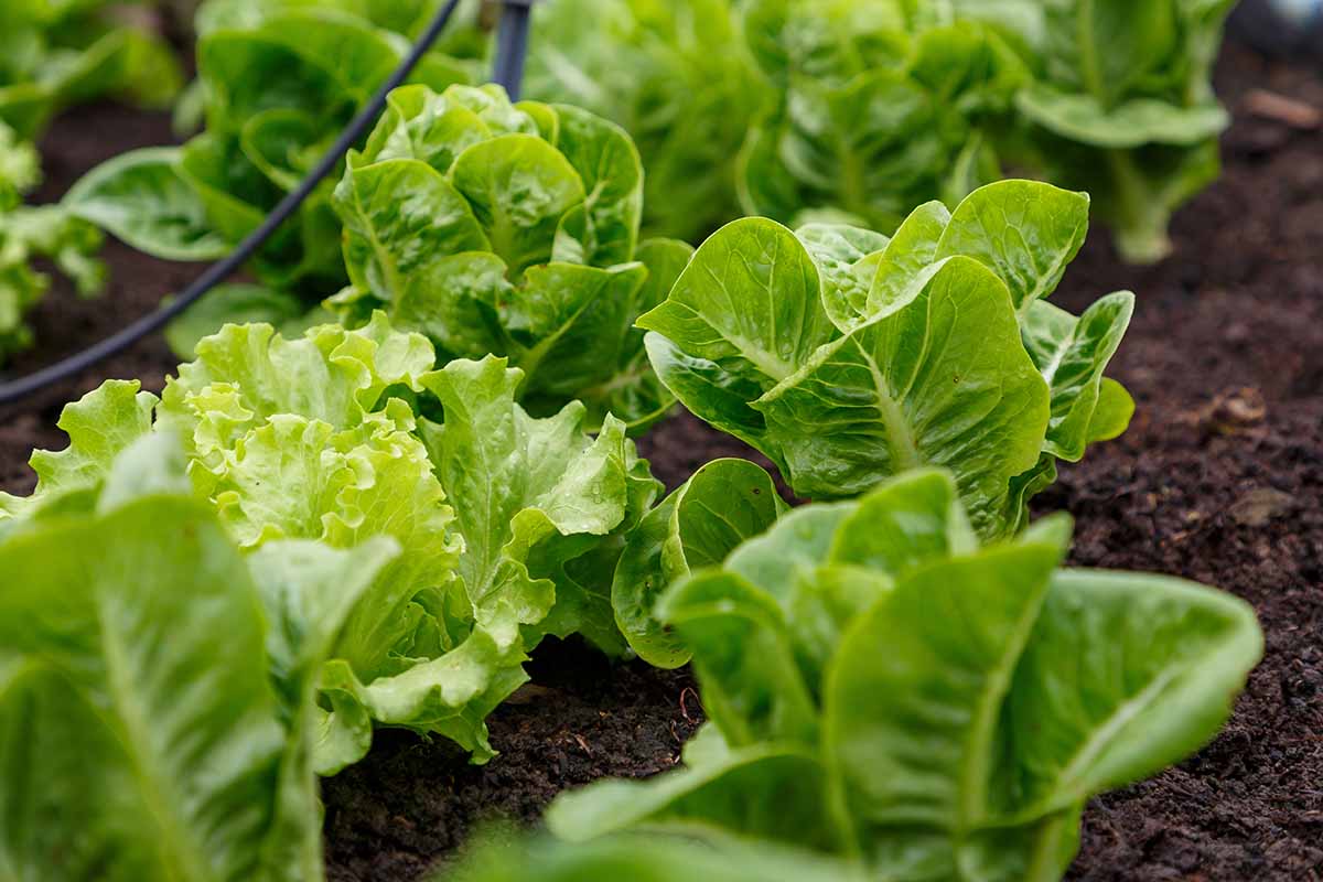 A horizontal image of bright green lettuce growing in rows in an outdoor garden, with an irrigation hose in the background.