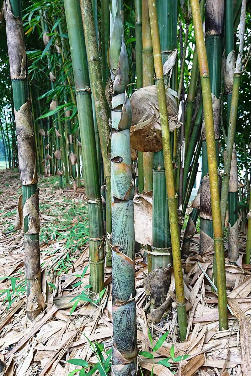 A vertical image of the thick stems of sulfur bamboo, a running type, growing wild.