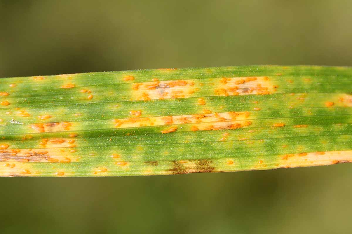 A close up of a green leaf suffering from a fungal infection known as rust that creates orange spots on the surface.