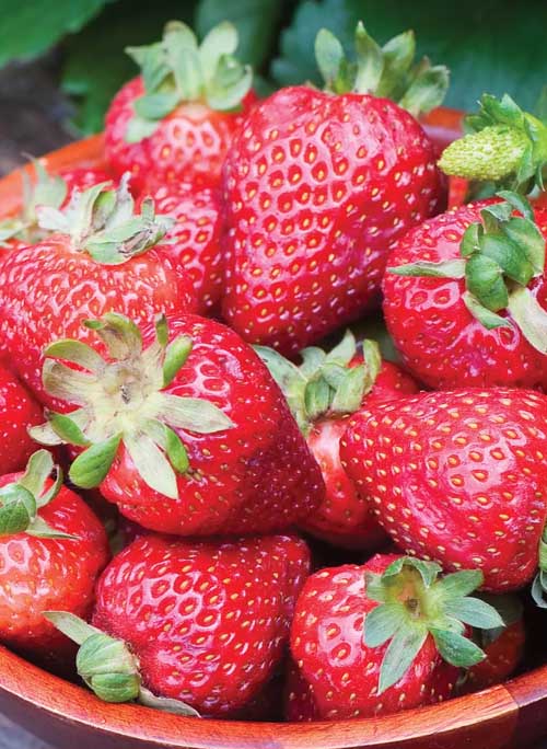 Close up of harvested 'Seascape' strawberries.