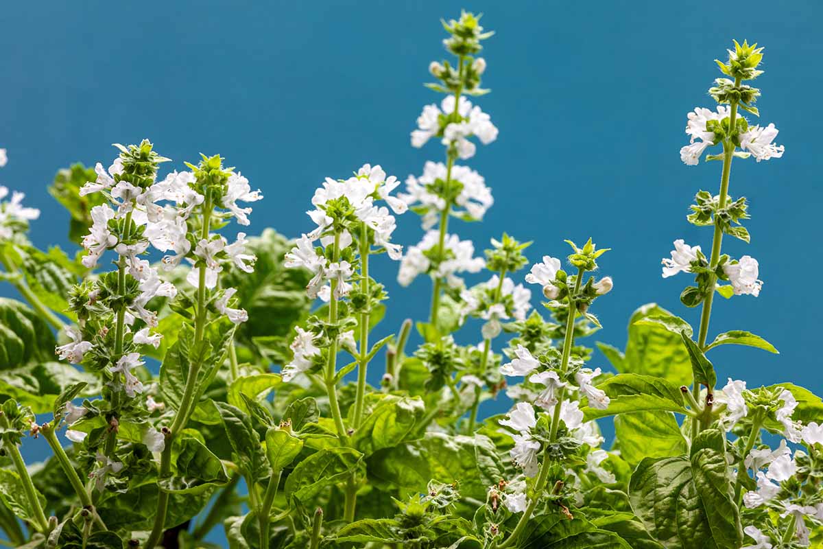 A horizontal closeup image of white-flowering basil with a blue backdrop.