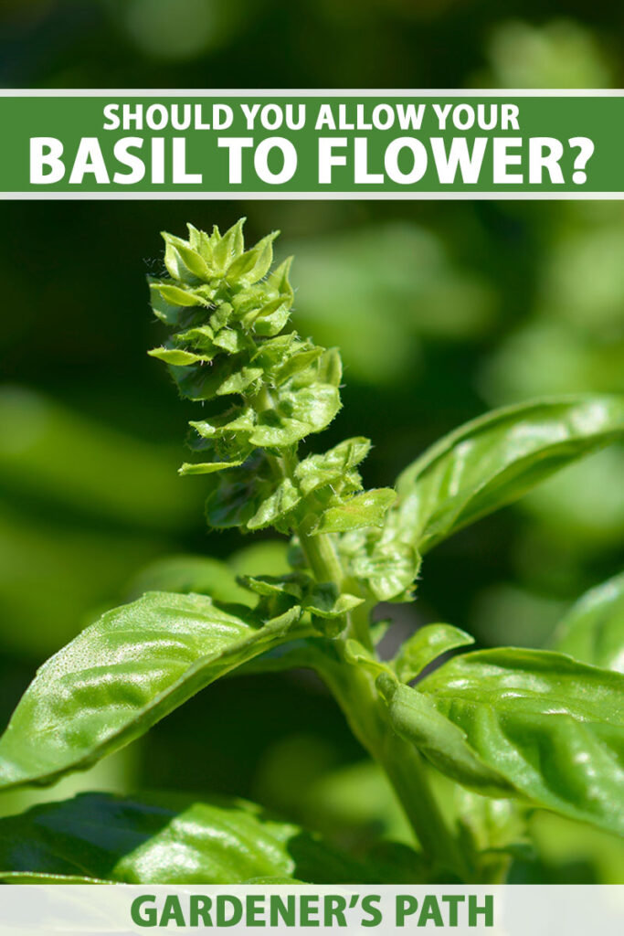 A vertical closeup image of the tip of a green basil plant growing outdoors. To the top and bottom of the frame is green and white printed text.