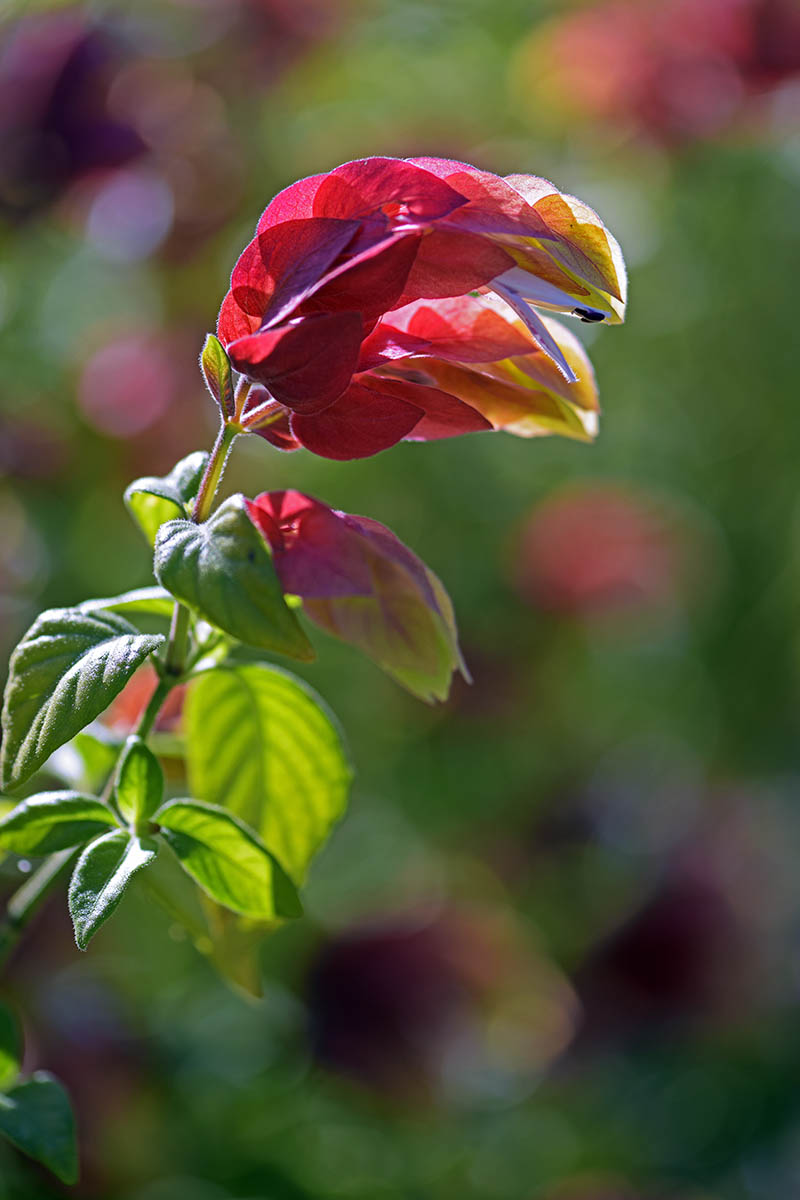 A vertical image of a branch and flower of a shrimp plant (Justicia brandegeana) pictured in bright sunshine on a soft focus background.