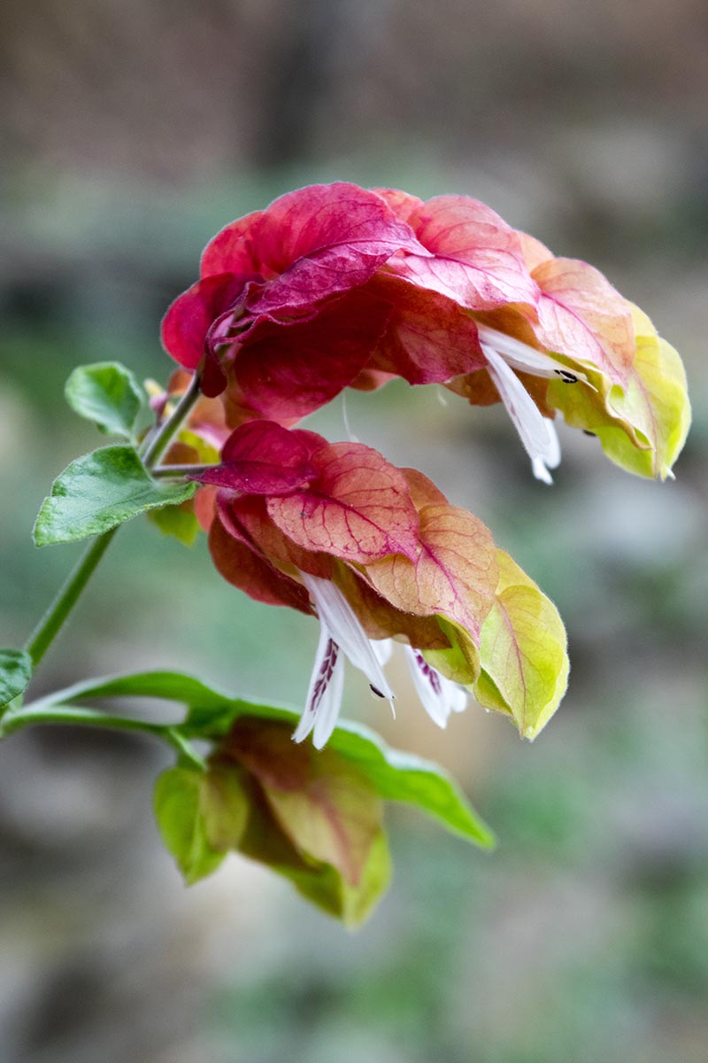 A close up vertical image of Justicia brandegeana flowers pictured on a soft focus background.