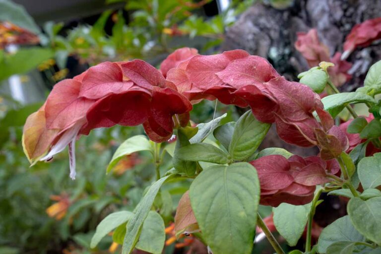 How to Grow and Care for Shrimp Plants | Gardener’s Path