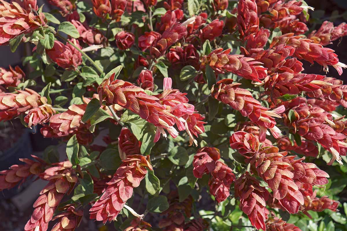 A close up horizontal image of the bright red bracts and white flowers of Justicia brandegeana aka shrimp plant, growing in the garden pictured in light sunshine.