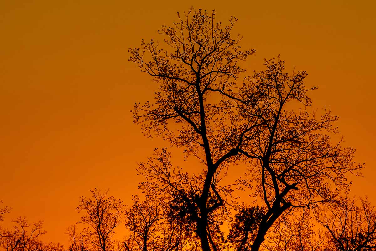 A horizontal image of a tree silhouetted against an orange sky.