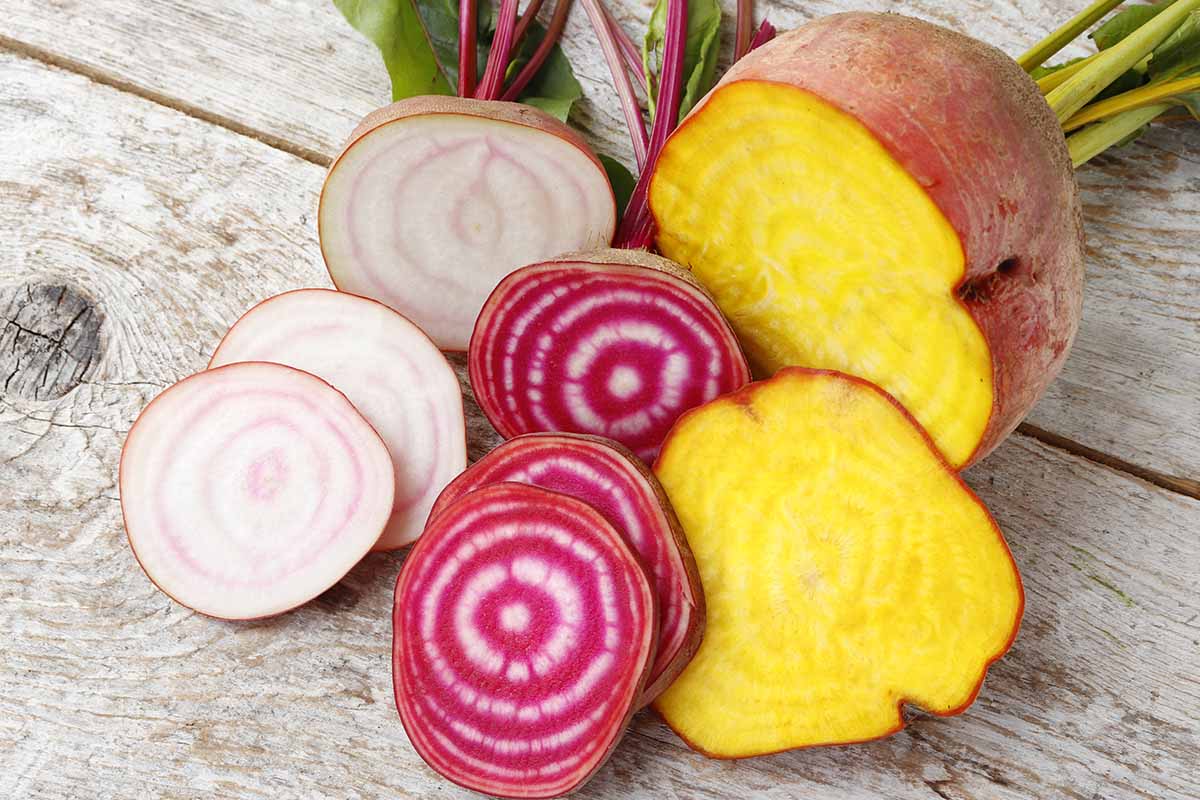 A horizontal image of three sliced beets of different colors on an outdoor table.