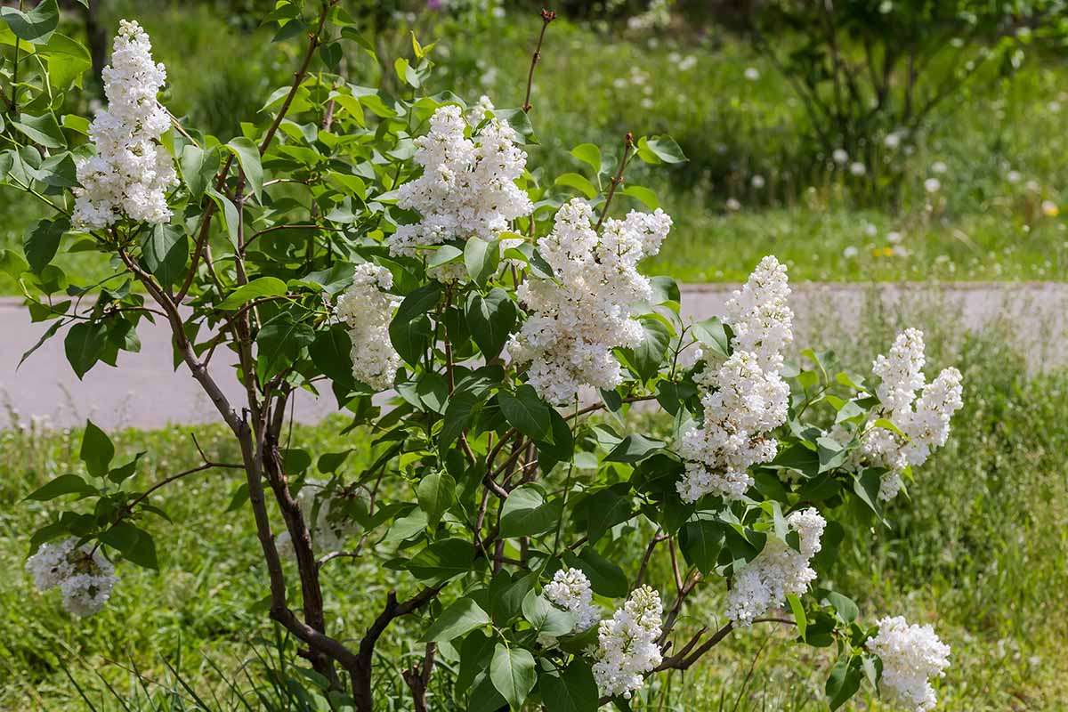 A horizontal image of a small Syringa shrub growing by the side of a road in light sunshine.