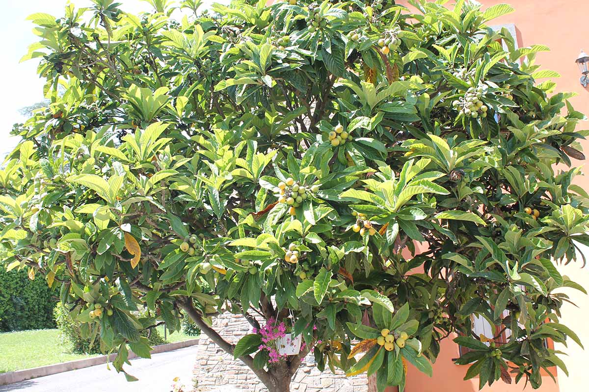A close up of a neatly pruned loquat tree outside a residence.