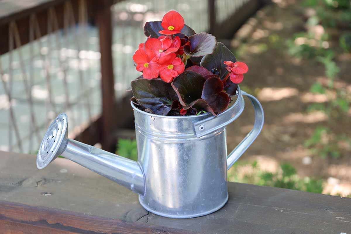 A horizontal image of a small potted plant in a metal watering can set outside on a wooden surface.