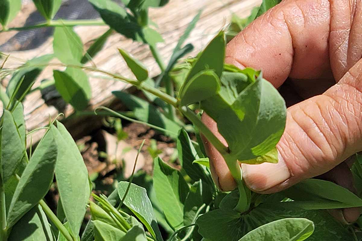 A close up horizontal image of a hand from the right of the frame picking a snap pea shoot.