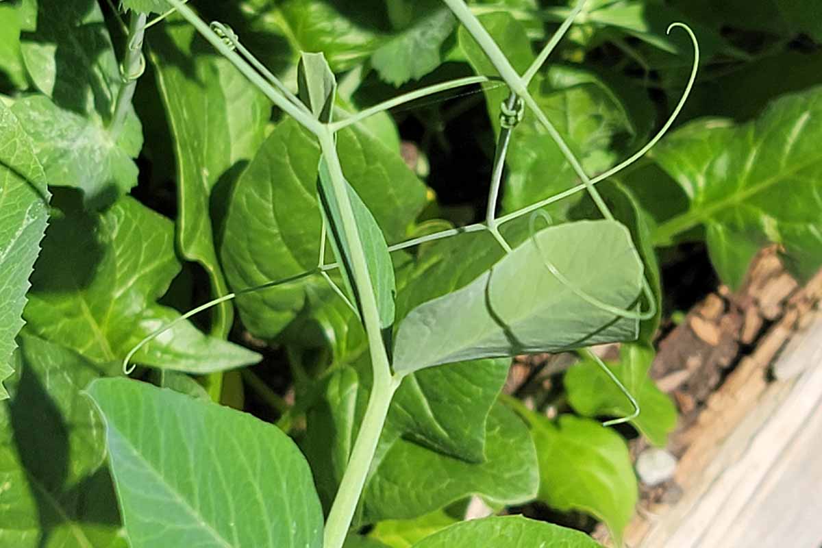 A close up horizontal image of the tendrils and foliage of snap pea plants growing in a raised bed.
