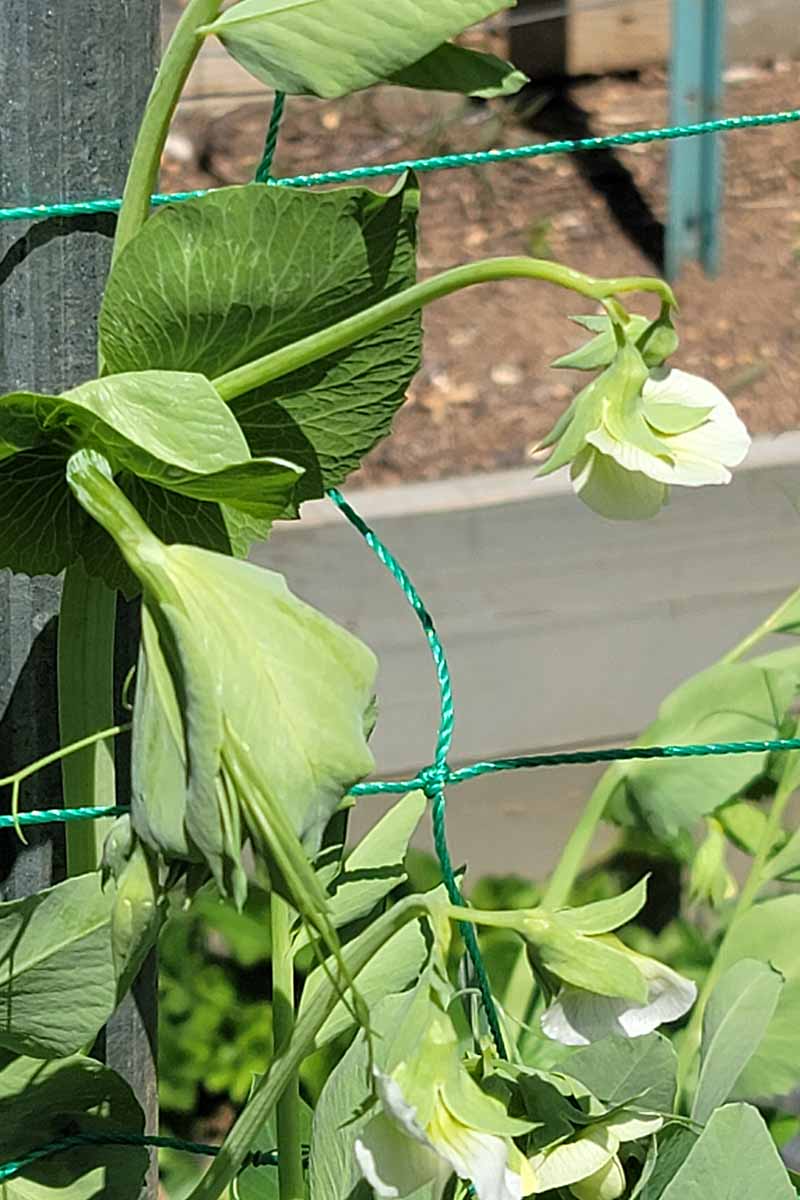 A vertical image of a Pisum sativum var. macrocarpon growing up a netting trellis with white flowers and green foliage.