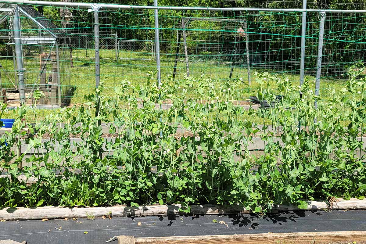 A horizontal image of rows of snap pea plants growing in a vegetable bed along a fence.