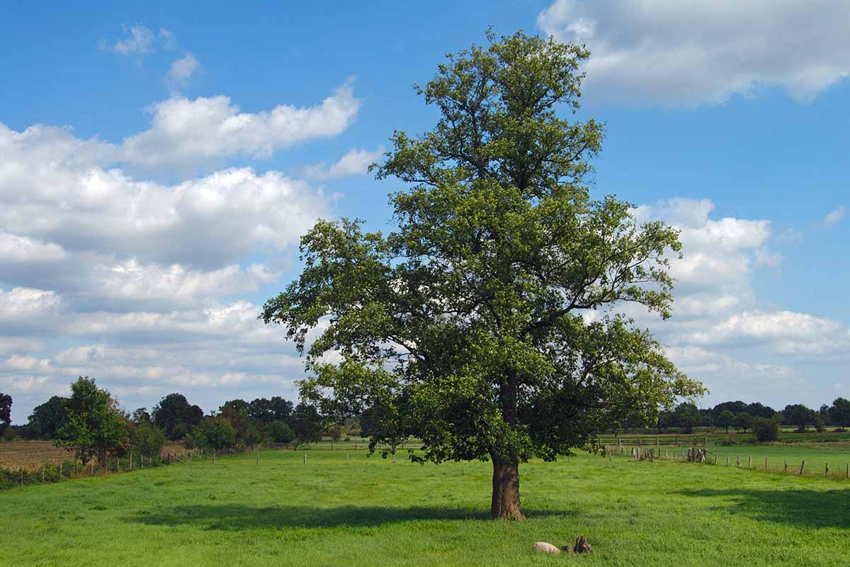 A horizontal image of a solitary elm tree growing in a paddock in light sunshine.