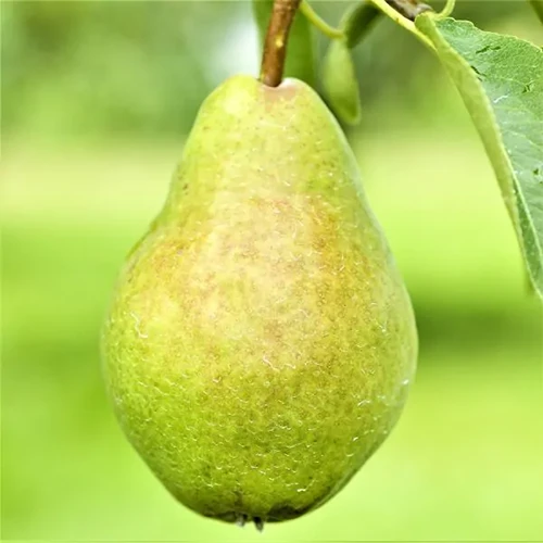 A close up square image of a single Southern Bartlett' pear pictured on a soft focus background.