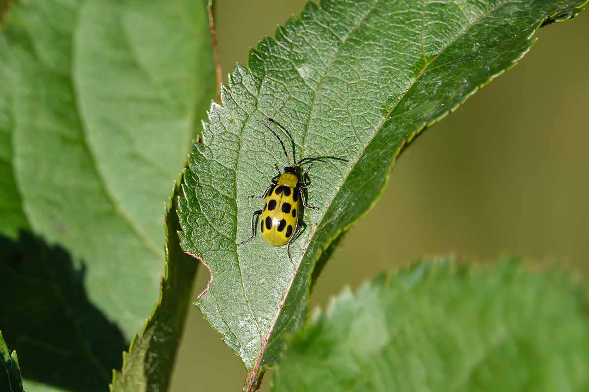 A close up horizontal image of a yellow and black spotted bug on a green leaf.