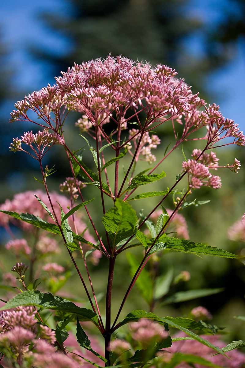 A close up of a spotted joe-pye weed flower pictured in bright sunshine on a soft focus background.